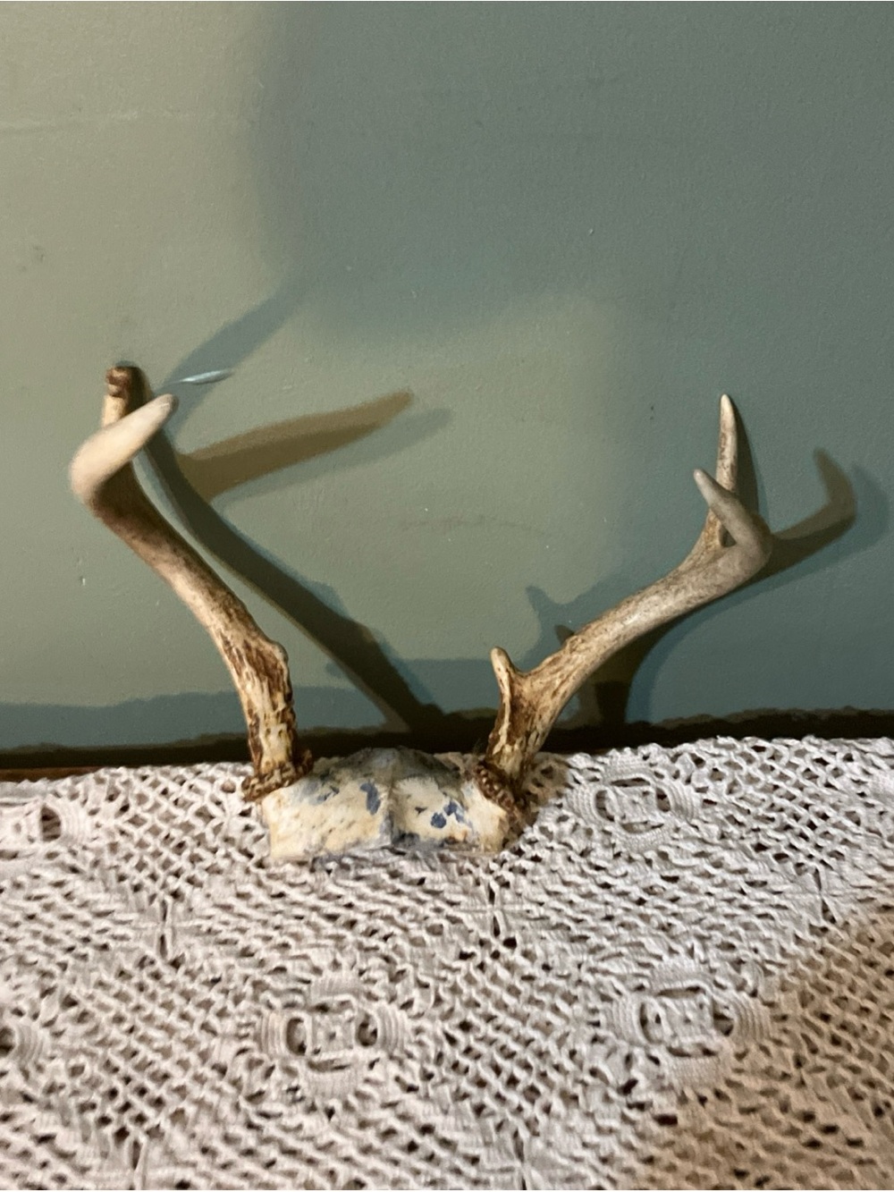 Vintage 5 Point Whitetail Deer Antlers Man Cave Dog Chews Arts & Crafts-aa